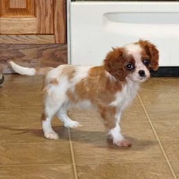 Blitsen - Blenheim male Cavalier King Charles Spaniel puppy in Pleasant City, Ohio from cywood's ohio cavaliers