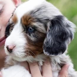 Australian Mountain Doodles, Bernedoodles, Cavapoos, and Goldendoodles from Angel Pups Deluxe