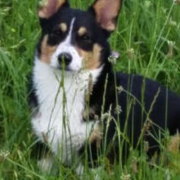 Pembroke Welsh Corgis from Redbriar Corgis
