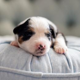 Raspberry pie - Black tri female Miniature American Shepherd puppy in Groesbeck, Texas from Epic Miniature American Shepherds