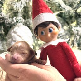 Cavapoo puppies from Reedy River Doodles