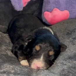 Desire Aussborne - Black tri-color female Australian Shepherd puppy in Chaplin, Connecticut from Mystic Moon