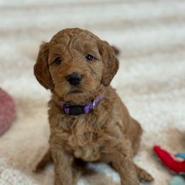Sage - Red  female Goldendoodle puppy in Wharton, Texas from Little Fur Friends