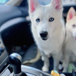 Eloise - White Pomsky puppy in Connecticut from Elle Pomsky