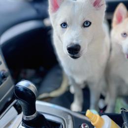 Eloise - White Pomsky puppy in Connecticut from Elle Pomsky