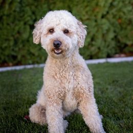 Sundae - Australian Labradoodle