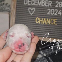 Boy 6 - Dalmatian puppy from Crescent Hill Dalmatians