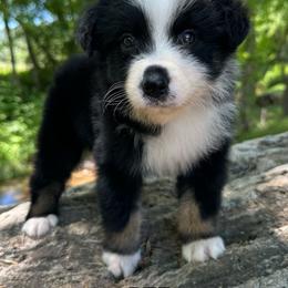 Sweetie - Black tri-color female Australian Shepherd puppy in Copperhill, Tennessee from Tuff Country Farm