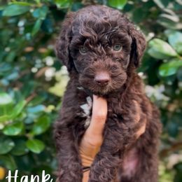 Hank - Chocolate male Goldendoodle puppy in Cocoa, Florida from The Coastal Homestead