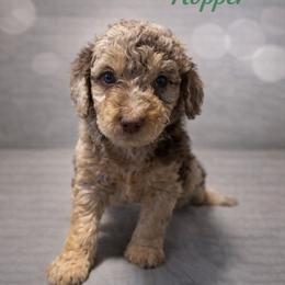 Jim Hopper - Chocolate merle male Bernedoodle puppy in Bennett, Colorado from Darling Paws, LLC