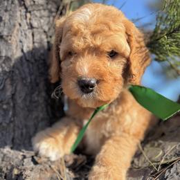 Mr Green - Apricot male Australian Labradoodle puppy in Greenwood, Arkansas from Mount Harmony Labradoodles