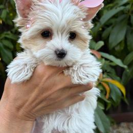 Tiffany - Chocolate tan and white female Biewer Terrier puppy in Antelope, California from Olena Niemchynova