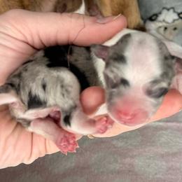 Blue Merle - Blue merle male Chihuahua puppy in Sherwood, Arkansas from Bartelt Breeders