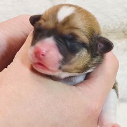 Sable Girl - Sable and white female American Corgi puppy in Clovis, New Mexico from Sweet & Salty Cowdogs