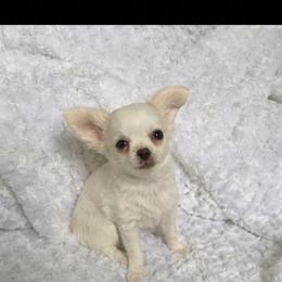 Girl 1 - Cream and white female Chihuahua puppy in Smyrna, Georgia from GeorgiasChihuahuas