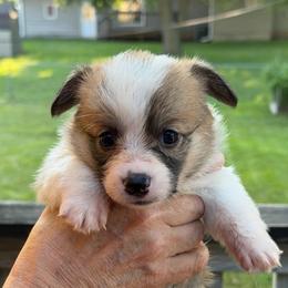 Liberty - Sable female Pembroke Welsh Corgi puppy in Nevada, Iowa from Rogers AKC Corgis of Iowa.