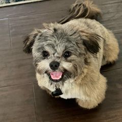 Bichon Frise, Shichon, and Shih Tzu All Grown Up from IDREAMOFPUPPIES