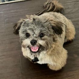 Bichon Frise, Shichon, and Shih Tzu All Grown Up from IDREAMOFPUPPIES