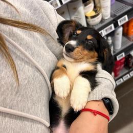 Boy 2 - Blue and tan male Dachshund puppy in Cheyenne, Wyoming from Great Basin Hounds