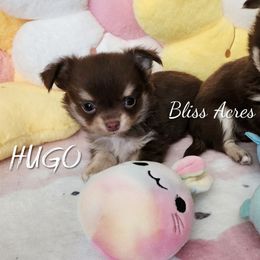 Hugo - Chocolate and tan male Chihuahua puppy in Ponca City, Oklahoma from Bliss Acres Farm
