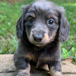 Bluey - 3600 - Gray (blue) and tan female Dachshund puppy in Cleveland, Georgia from Memaw’s Minis Babies Doxies