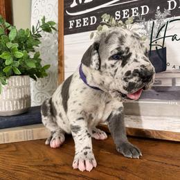 Victoria - Harlequin female Great Dane puppy in Carencro, Louisiana from Halsey Danes