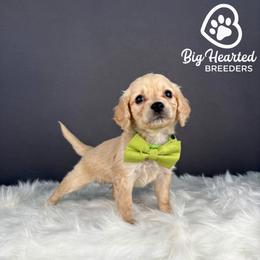 Buzz - Cream male Companion Cross puppy in Utah County, Utah from Big Hearted Breeders