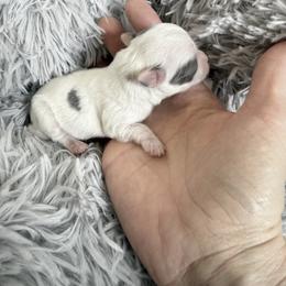 Blue female SKYE - Blue and white female Chihuahua puppy in Laurel, Mississippi from Home of Tiny Chihuahuas