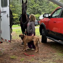 Rhodesian Ridgeback All Grown Up from Abbey Rhode Rhodesian Ridgebacks