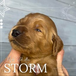 Goldendoodle Puppies from Goldie's Doodles