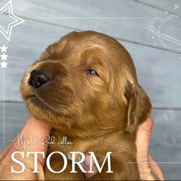 Goldendoodle Puppies from Goldie's Doodles
