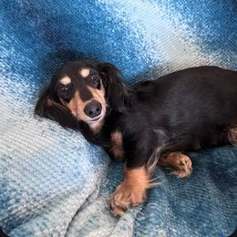 Lola - Dachshund