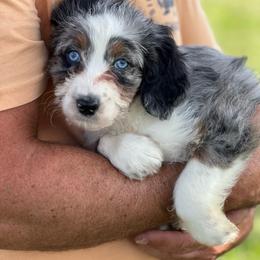 Peaches - Black tri-color female Aussiedoodle puppy in Omro, Wisconsin from Crystal Ridge Doodles