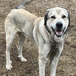 Anatolian Shepherd Dogs and Dachshunds from Christy's Puppies