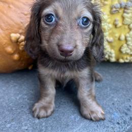 Lulu girl two - Chocolate and cream female Dachshund puppy in Payette, Idaho from NT Mini Doxies