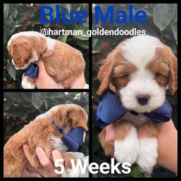 Blue - Parti male Goldendoodle puppy in Upland, California from Hartman Goldendoodles
