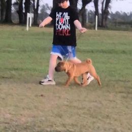 Chinese Shar-Pei Puppies from Sunspire Shar-pei