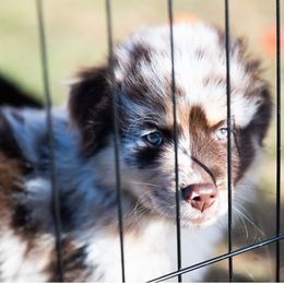 Jason - Red & white male Miniature Australian Shepherd puppy in Geary, Oklahoma from Helm Farms Aussies