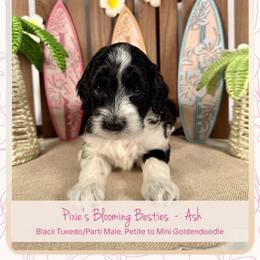 Ash - Black male Goldendoodle puppy in Waterford, Michigan from Oh My Doodness!