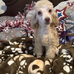 Carter - Cream male Poodle puppy in Pounding  Mill, Virginia from Rosa's Chihuahuas