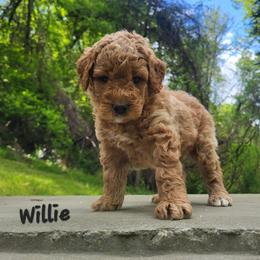 Willoughby - Red  male Goldendoodle puppy in Fairmont, West Virginia from Mountainside Doodles, LLC