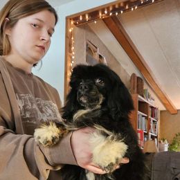 Corduroy Bear - Lhasa Apso puppy from Absosengkye Kennel