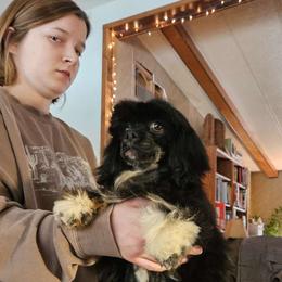 Corduroy Bear - Lhasa Apso puppy from Absosengkye Kennel