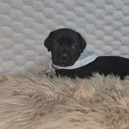 Hot pink collar - Black female Cane Corso puppy in Fritch, Texas from Carrie Brown's Cane Corsos