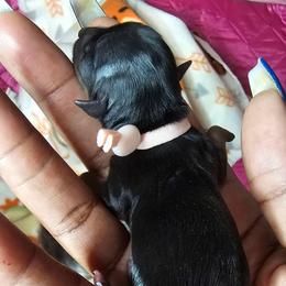 Girl 1 - Black and tan female Yorkshire Terrier puppy in Atlanta, Georgia from Royal Beauties Yorkies of Atlanta