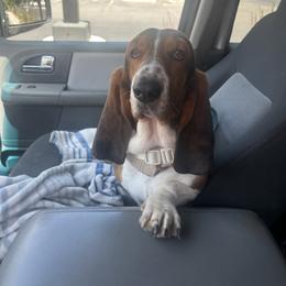 Pickles - Basset Hound