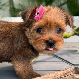 Tiny-Daisy - Gold female Yorkshire Terrier puppy in Cape Coral, Florida from Ruby the poodle