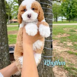 Rhythm - Red male Bernedoodle puppy in Mount Vernon, Missouri from PoodlelyDoodlely