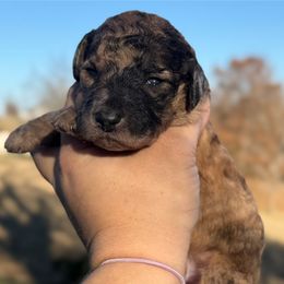 Peanut Butter - Merle female Sheepadoodle puppy in Greeneville, Tennessee from Smokey Mountain Sheepadoodles