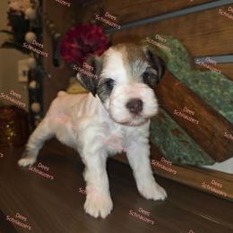Julep - Parti female Miniature Schnauzer puppy in Crestview, Florida from Dees Schnauzers